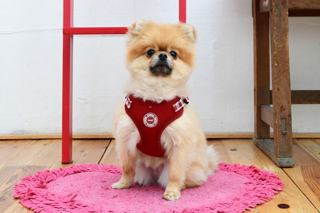 Neil Superior Wine - Hundesele