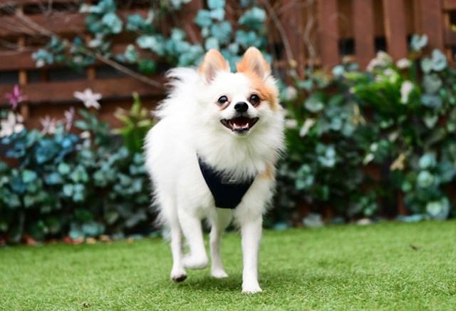 Neil Superior Navy - Hundesele