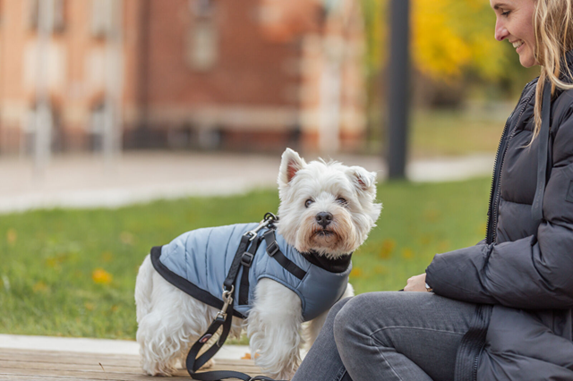 Pontis Hundedekke med integrert sele – Blå/Grå