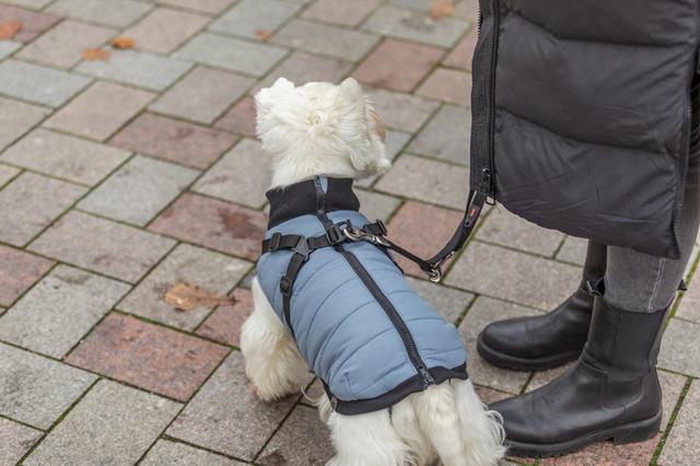 Pontis Hundedekke med integrert sele – Blå/Grå