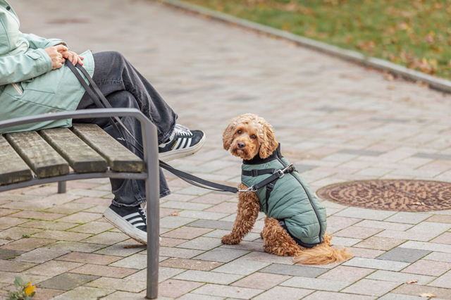 Pontis Hundedekke med integrert sele – Sage