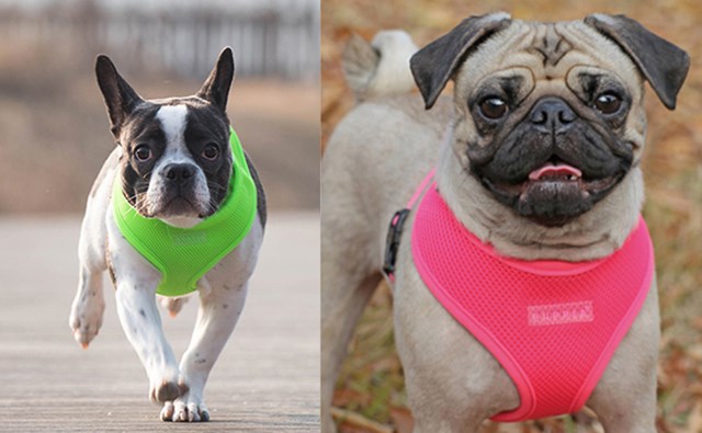 NEON SOFT Pink - Hundesele