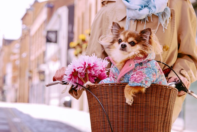 Vintage Rose Quilted Floral Hundejakke