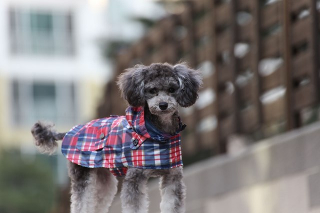 Barrington Navy - Regndekken