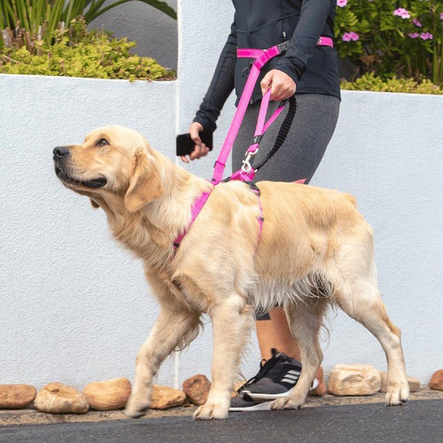 Rogz Utility Handsfree Lead Yellow