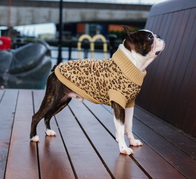 Leopard Print – STRIKKET HUNDEGENSER