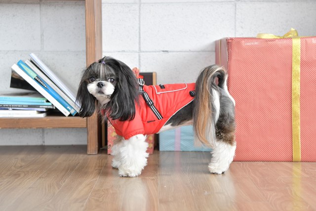 Mallory Red - Hundedekken med Integrert Sele