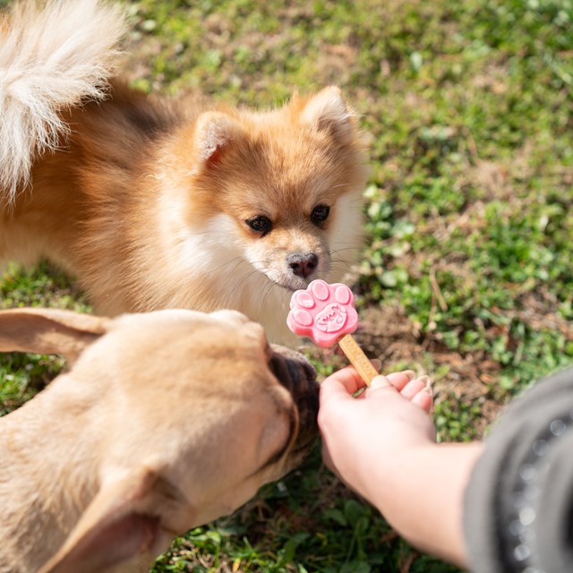 Smoofl Silikonform FOR hundeis - Ekstra small