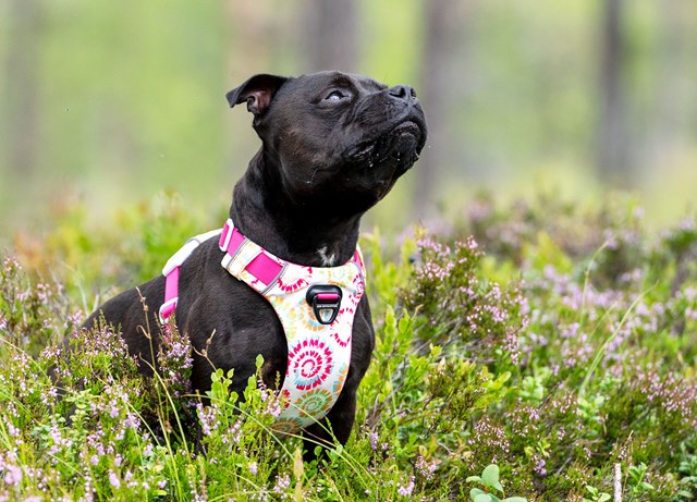 SAFE-WALK COMFORT 2 HARNESS LIMITED ED