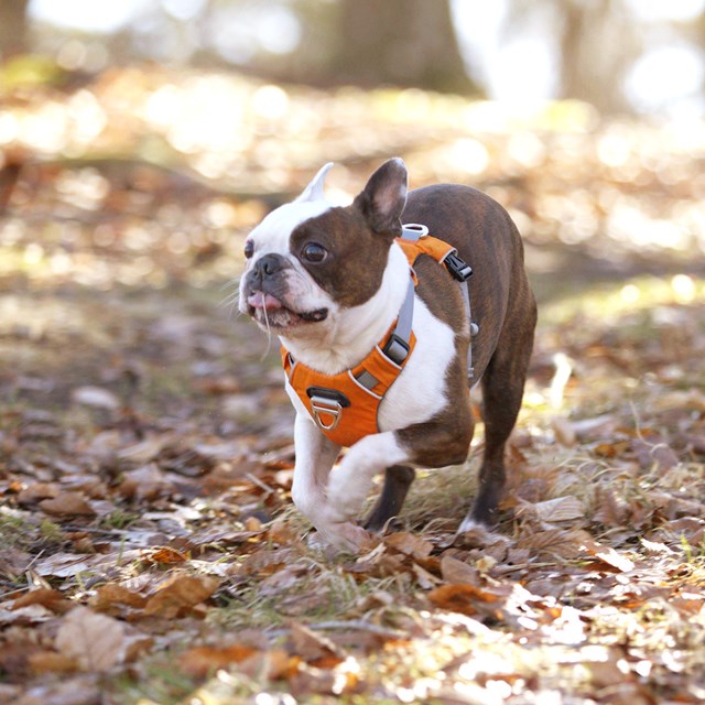 Safe-Walk Pro™ - Oransje Hundesele