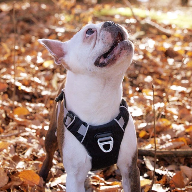 Safe-Walk Pro™ - Svart Hundesele