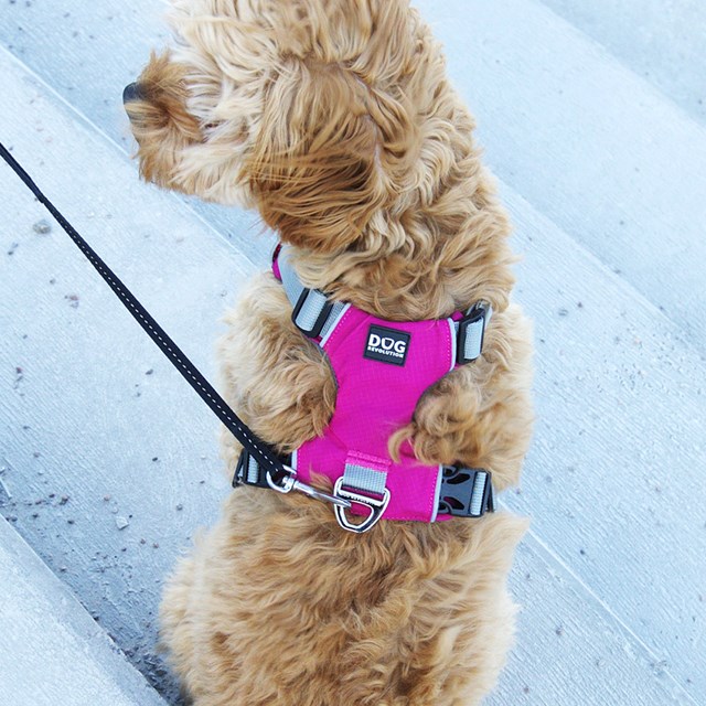 Safe-Walk Pro™ - Rosa Hundesele