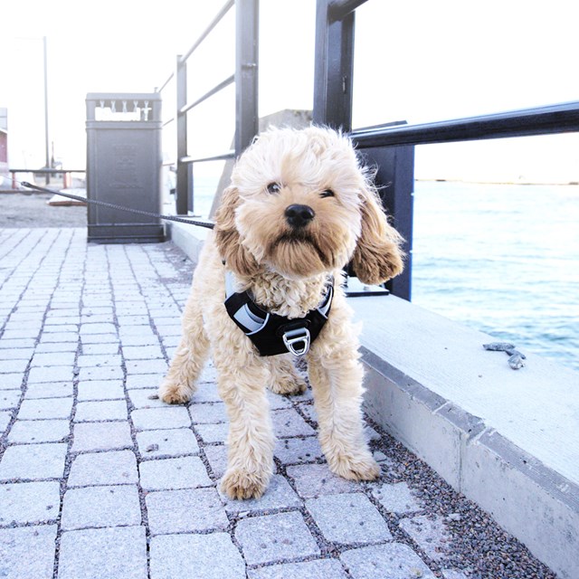 Safe-Walk Pro™ - Svart Hundesele