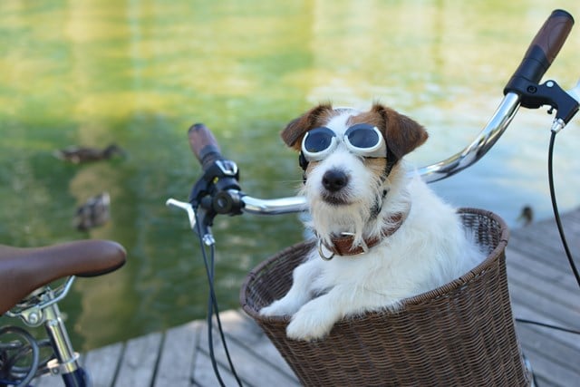 Hundebriller ILS - Silver Skull / Smoke Lens