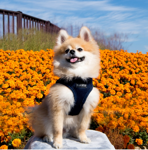 SOFT VEST Navy - Hundesele