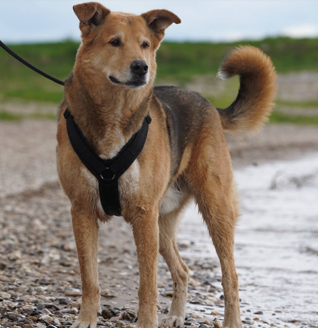 Anny-X Fun Hundesele Svart/Svart