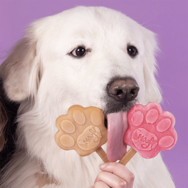 Smoofl Starter Kit - Hundeiskrem