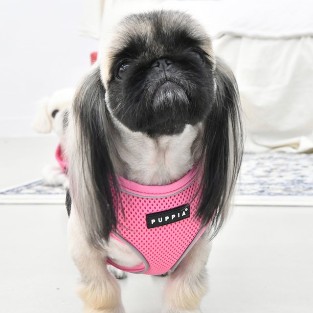 SOFT Harness A PRO Pink - Hundesele - Medium