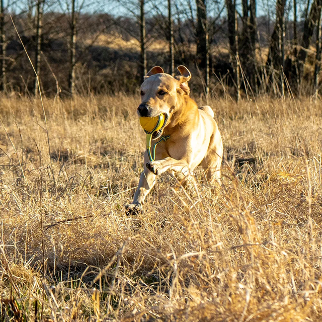 Starmark Foam Ball Med Tau