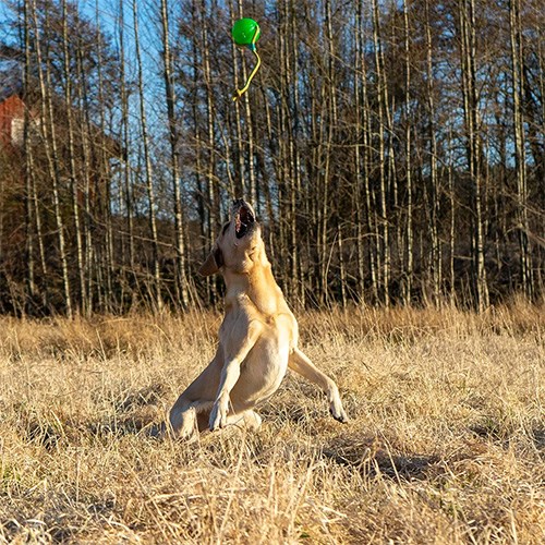 Starmark FunBall Med Tau Large