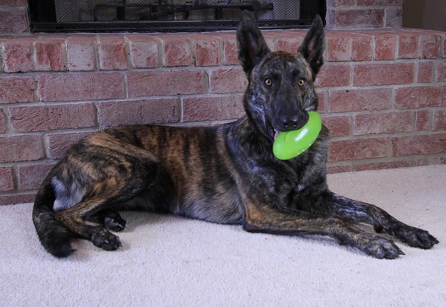 Starmark Pickle Pocket - Aktiveringsleke