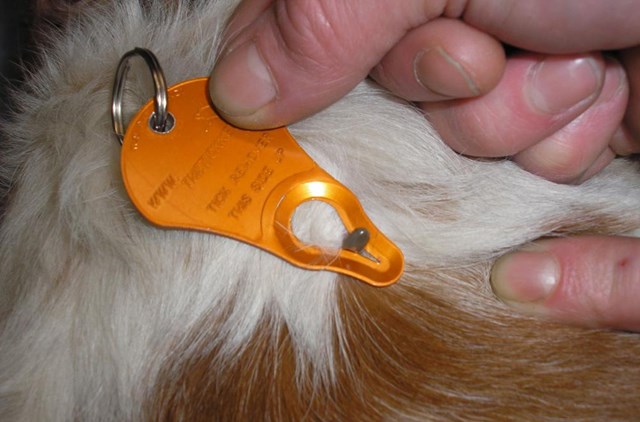 Tick Key Flåttfjerner for nøkkelknippe