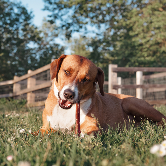 Tørket oksemuskel 20 cm