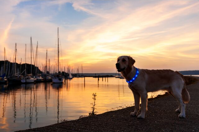 Trixie Flash Light Band USB - Blå