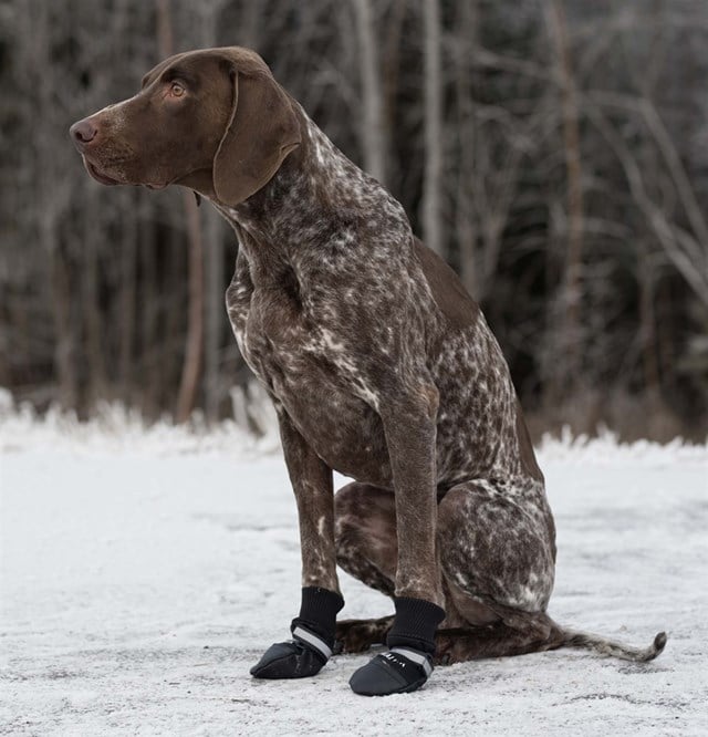 Trixie Hundesko Walker Comfort 2-pack - Svart