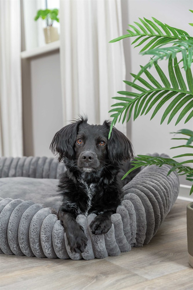 Trixie Lonni Rektangulær Hundeseng - Grå