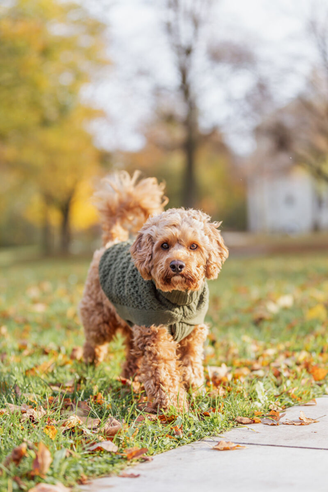 Trixie Norwood Pullover Olivgrønn