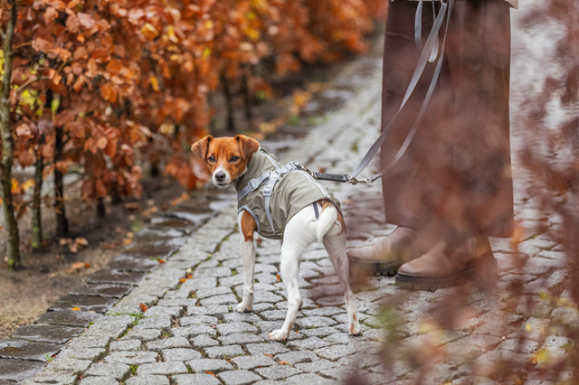Trixie Pontis Regndekken med integrert sele – olivengrønn