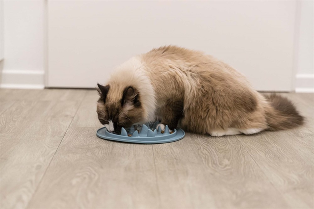 Trixie Slow Feed Hundeskål - Haifinner