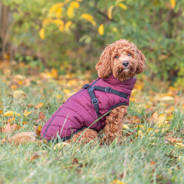 Trixie Vinterdekken med sele Pirou - Sangria