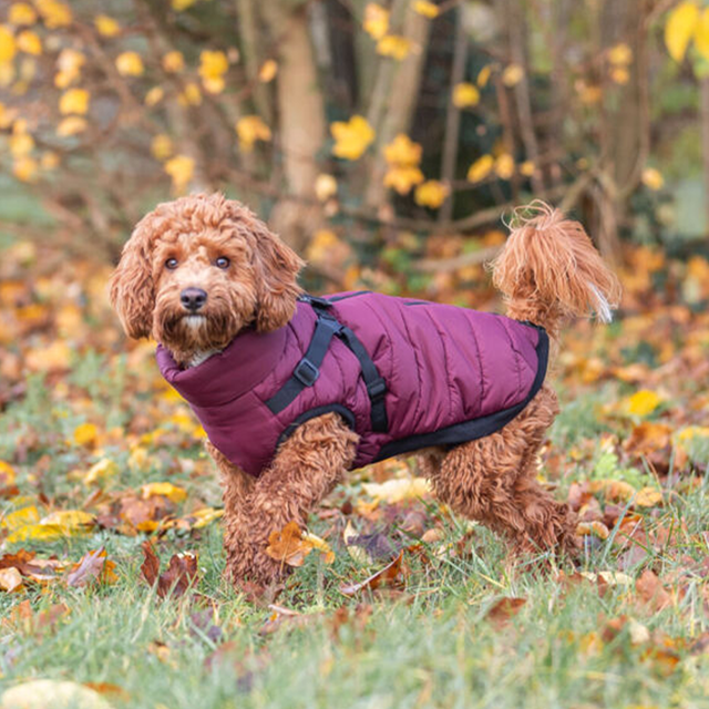 Trixie Vinterdekken med sele Pirou - Sangria