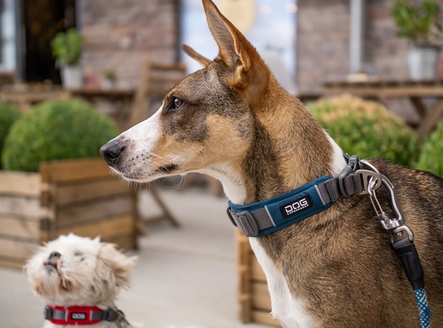 Urban Explorer Halsbånd Svart