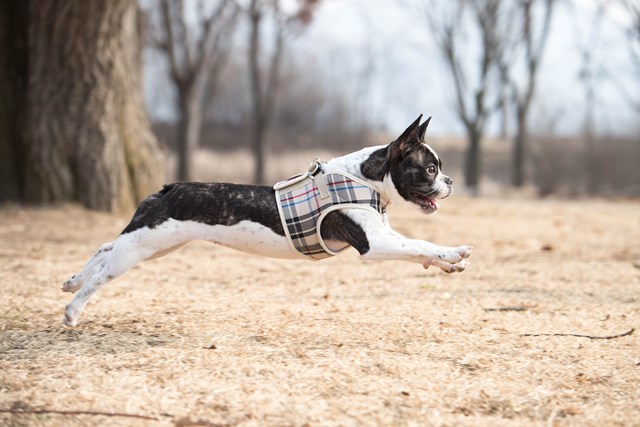 JUNIOR Beige - Jacket Hundesele