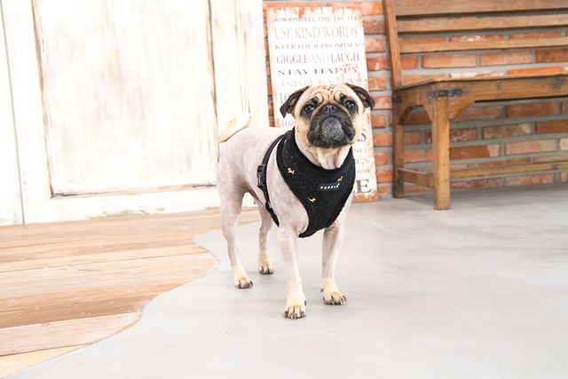 Gia Black - Fôret Hundesele