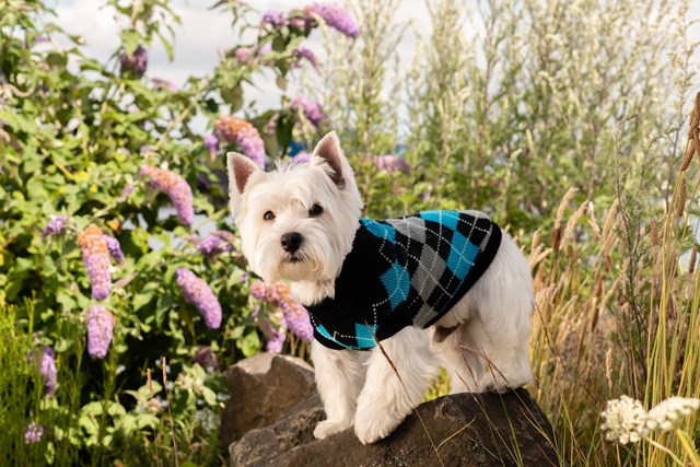 Black & Blue Argyle - Strikket Hundegenser