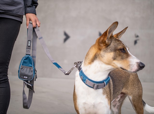Urban Trail Leash - OCEAN BLUE
