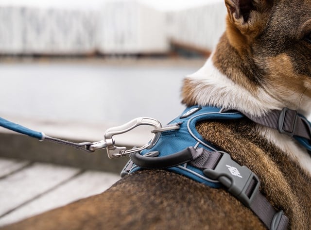 Urban Trail Leash - OCEAN BLUE