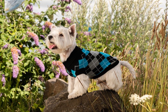 Black & Blue Argyle - Strikket Hundegenser