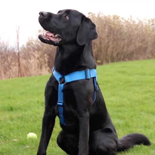 VGW EXTENSION - Antitrekksele - Blå