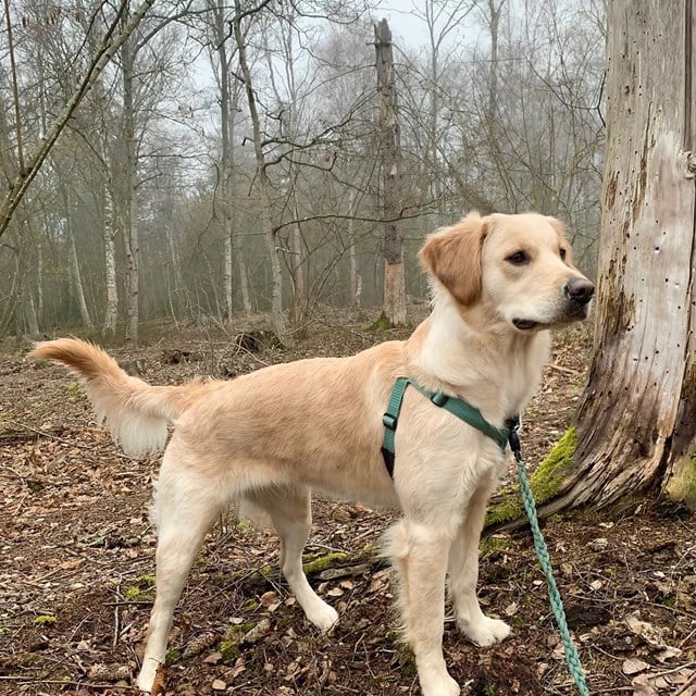 VGW EXTENSION - Antitrekksele - Svart