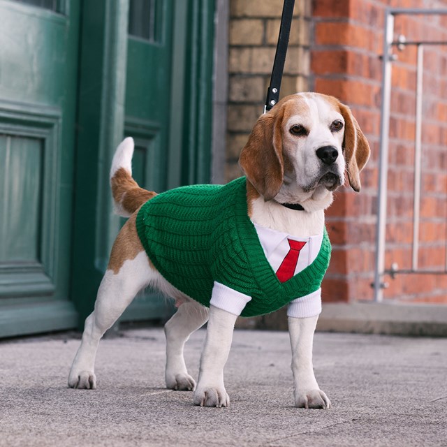 Wallaces Strikkede Hundegenser - Grønn