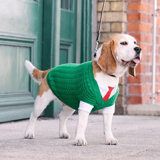 Wallaces Strikkede Hundegenser - Grønn