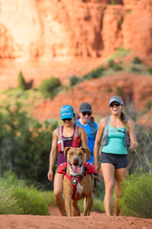 SINGLETRAK PACK - Red Currant