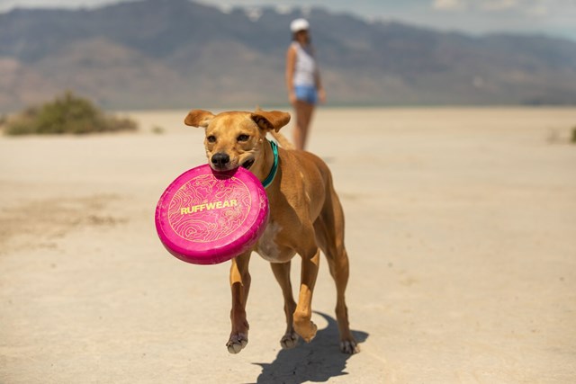 Camp Flyer Pitaya Pink Frisbee