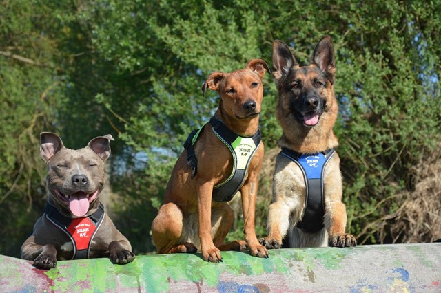 K9 IDC Longwalk Blå/Grå