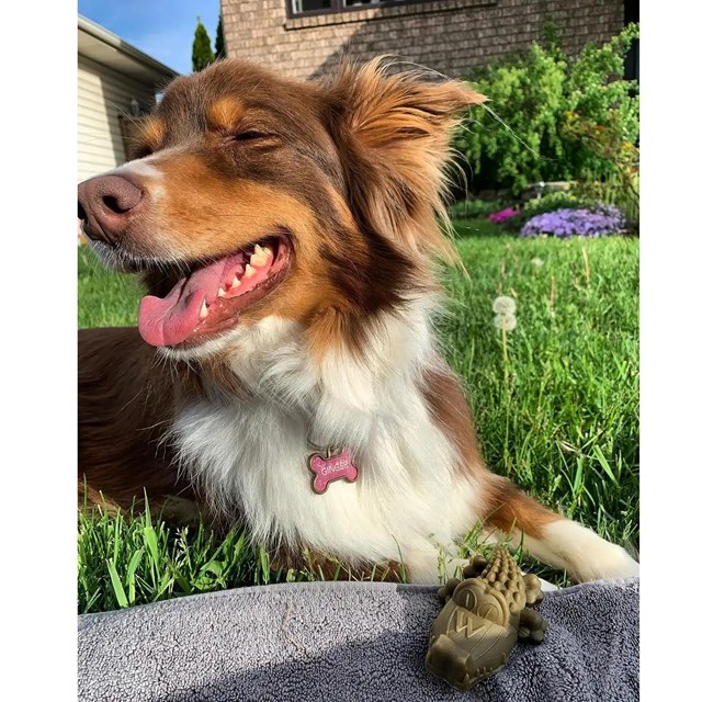 Whimzees Alligator Dental Stick M